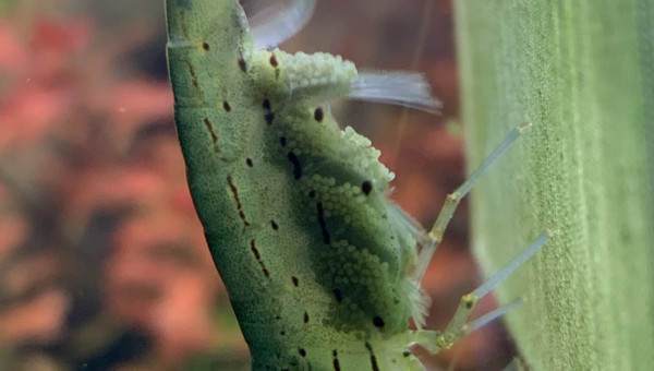 Alors c’est pour quand ?