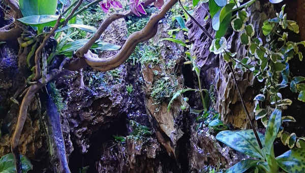 Paludarium 27/04/2020