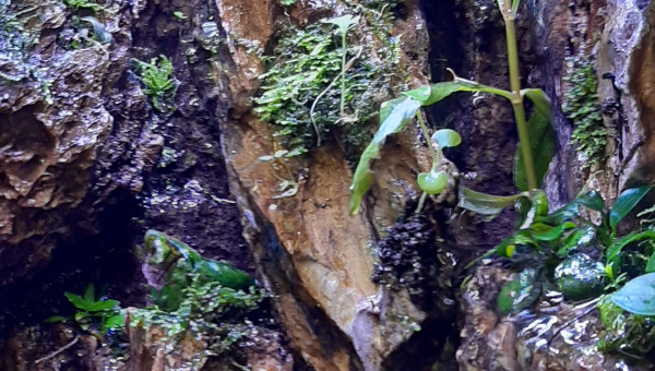 Paludarium 27/04/2020