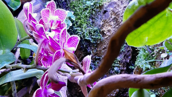 Paludarium 27/04/2020