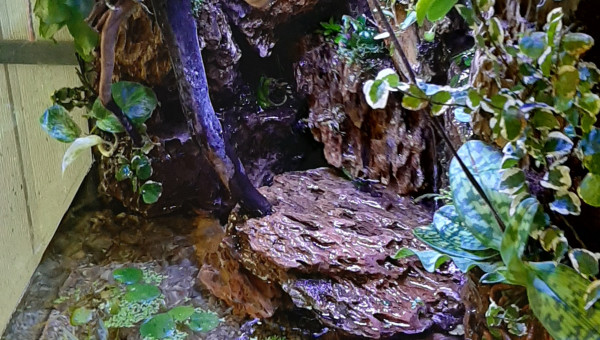 Paludarium 27/04/2020