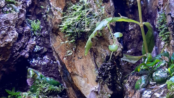 Paludarium 27/04/2020