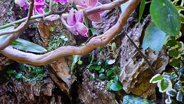 Paludarium 27/04/2020