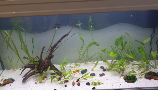 Nouvelle aquarium