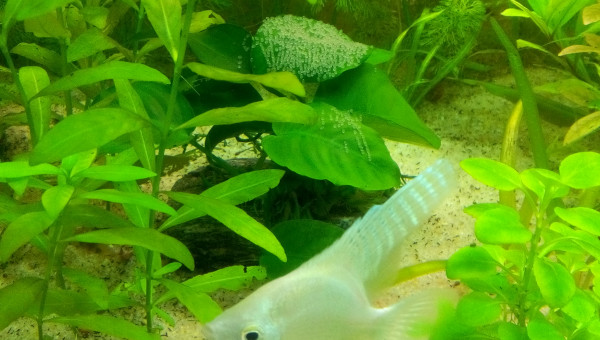 Surveillance maternelle