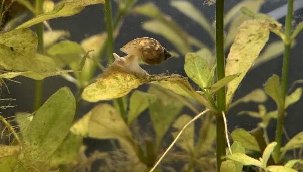 Miam miam les bonnes algues ^^