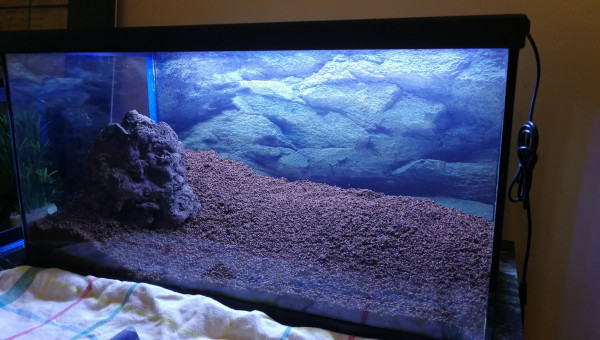 Prêt pour la plantation.