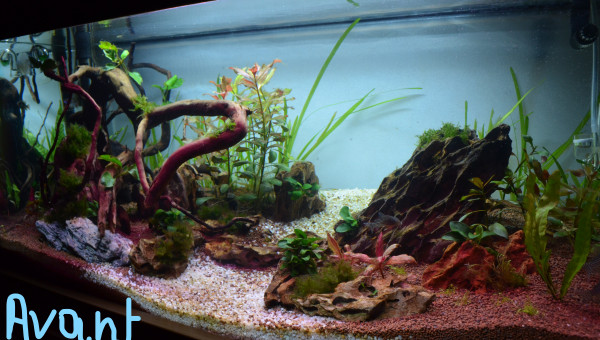 Réaménagement du bac