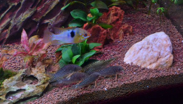 Ajout d'une pierre "lisse"