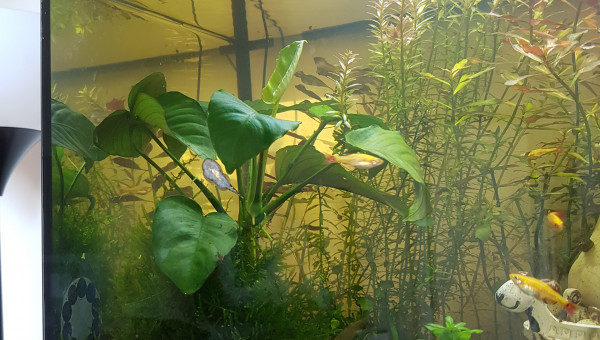 Et un Asolene passa par là...