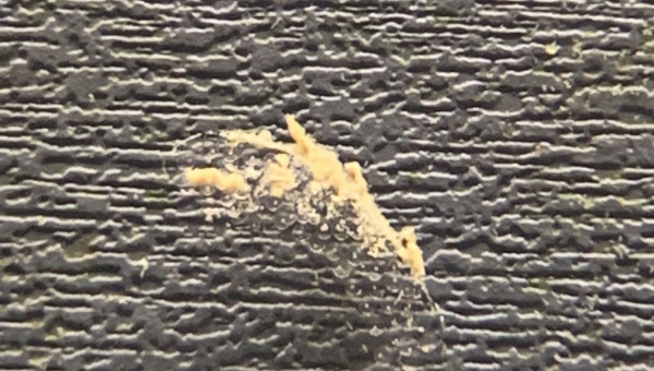 Grappe d’oeux de limnées