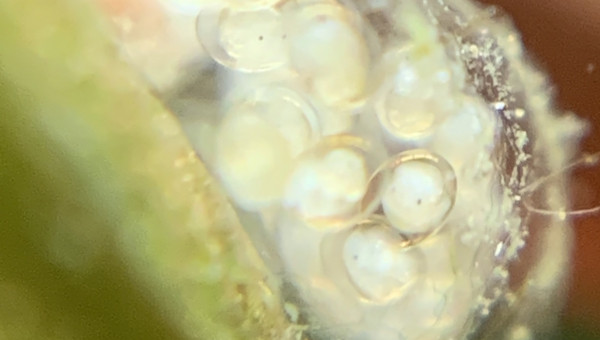 Repro des limnées plus rapide que je pensais xD