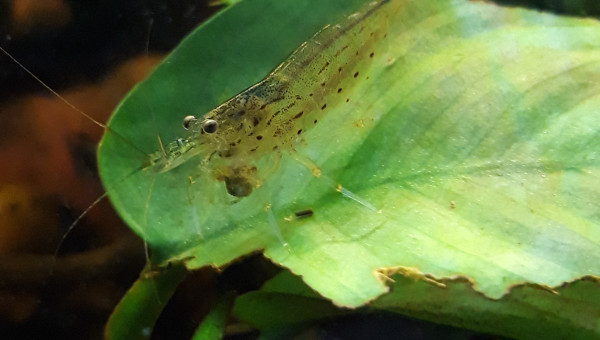 Expérience de cohabitation réussie