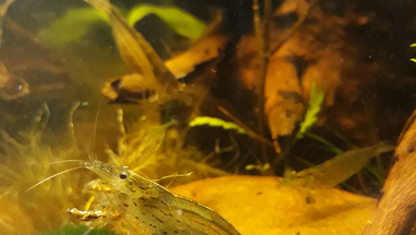 Découverte bis chez les caridina multidentata