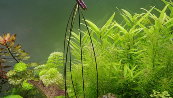 Mon Lotus n arrête plus de pousser