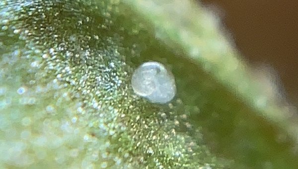 Plop PlopPlopPlopPlop