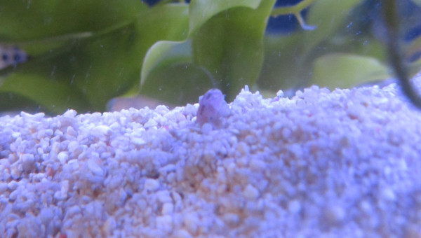 petit coquillage indéterminé