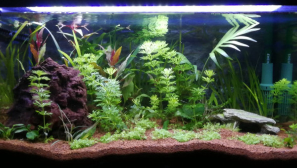 Évolution des plantes depuis le 06/05