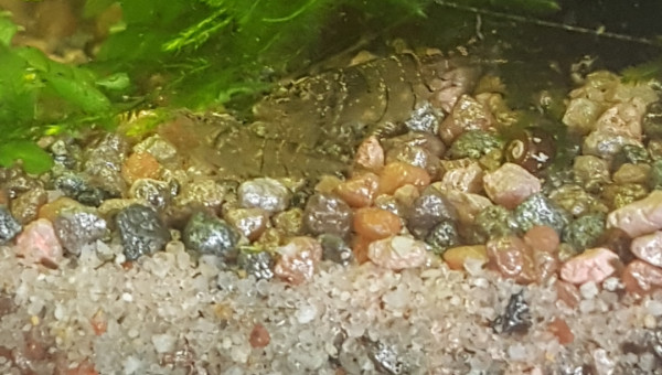 C'est bon la citrouille !