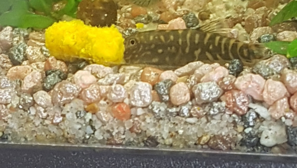 C'est bon la citrouille !