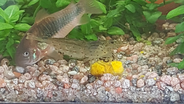 C'est bon la citrouille !