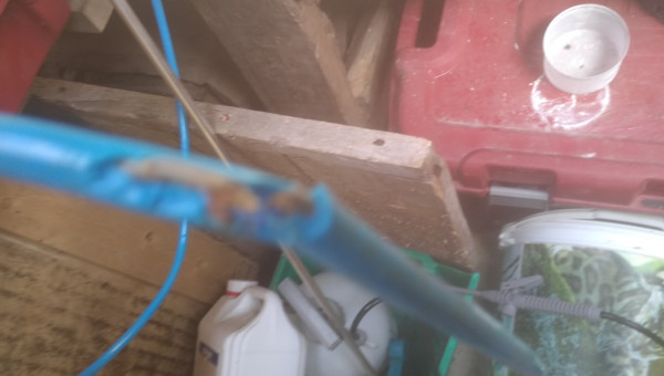 Le Ragondin a sectionner le câble audio de l effaroucheur de cormorans