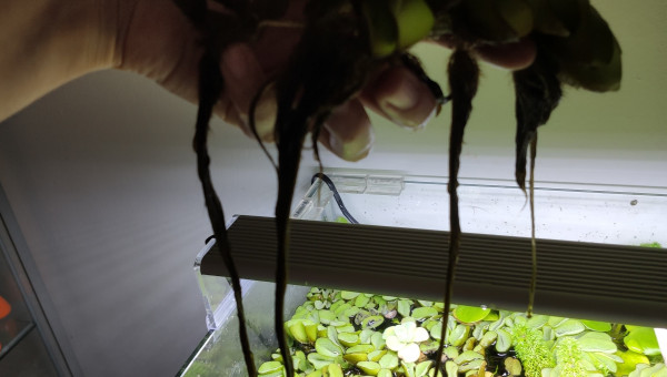 Retour de confinement