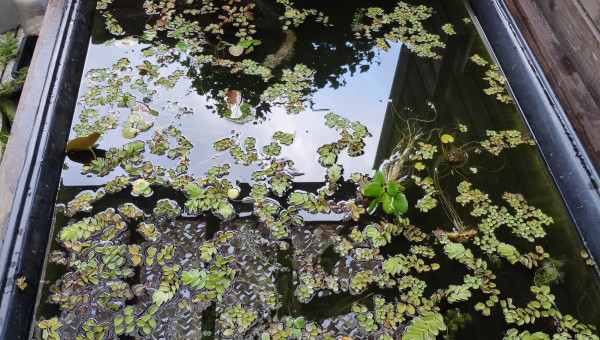 Retour de confinement