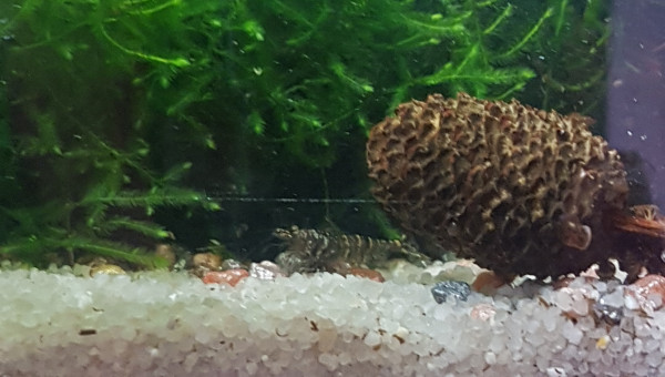 Corys, tanis, myzons et crevettes