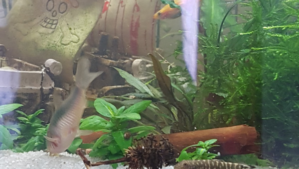 Corys, tanis, myzons et crevettes