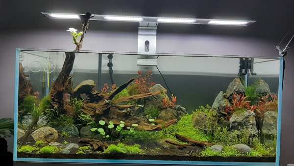 1 semaine après mise en eau.