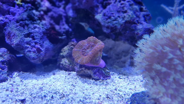 Acanthastrea Crayon