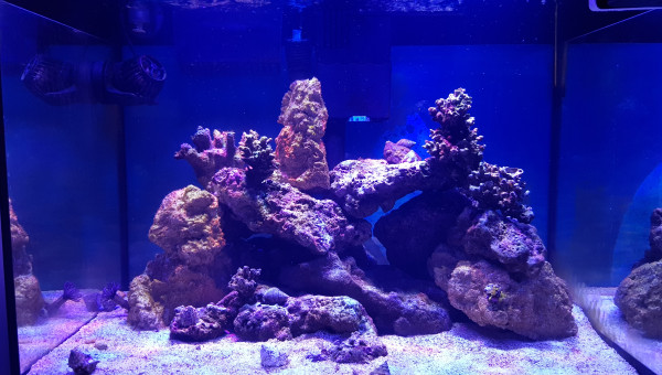 Le bac a ses débuts !