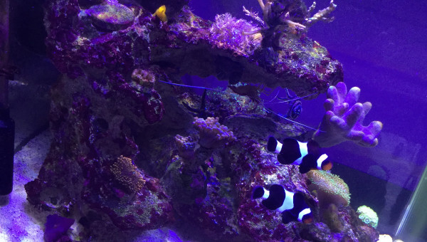 Amphiprion Ocellaris Darwini