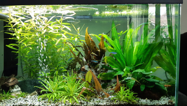 Les néons se détendent peu à peu