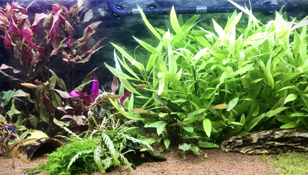 Après la coupe des plantes