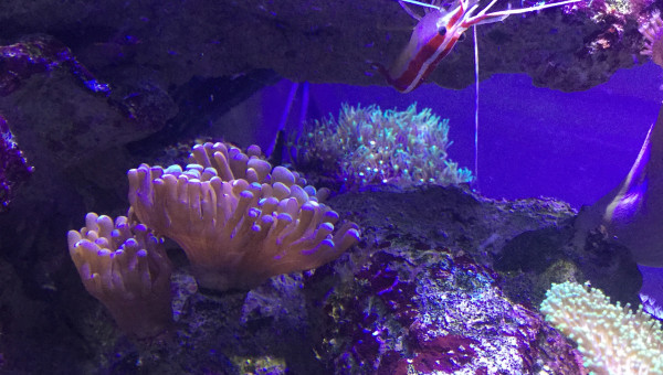 Euphyllia et Lysmata Amboinensis