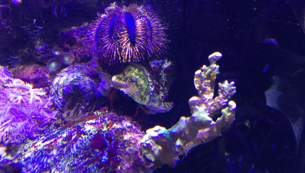 Mespilia Globulus et Calcinus Tibicen