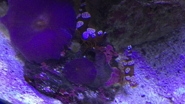 Discosoma et Thor Amboinensis