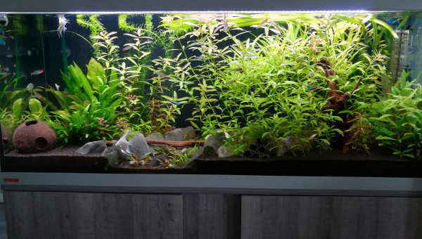 Amazonien 240L 02/20