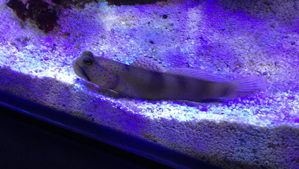 Cryptocentrus cinctus