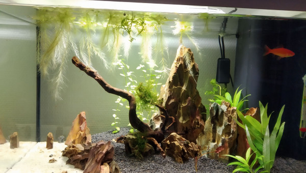 Arrivé de "Maurice"