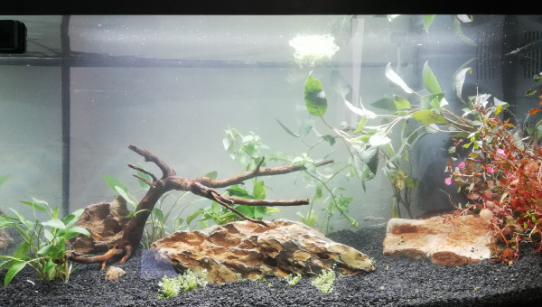 Mise en eau après plantation