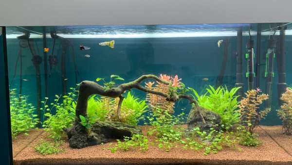 Le paradi des poissons.