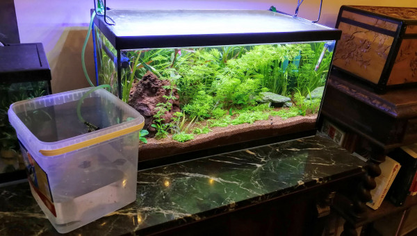 Acclimatation système goutte à goutte