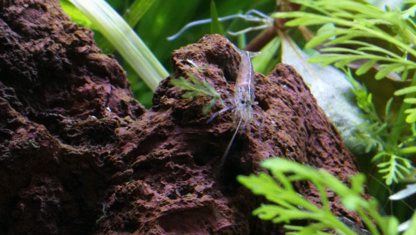 Caridina Japonica