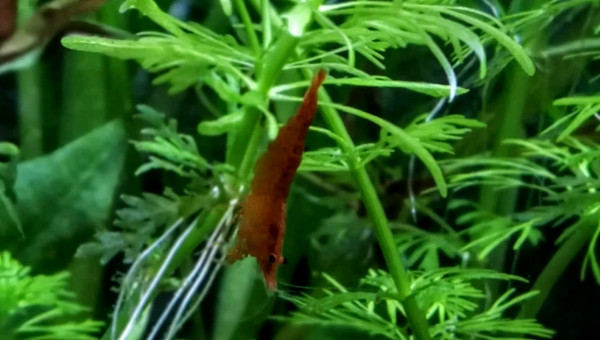 Caridina Propinqua Deep Orange
