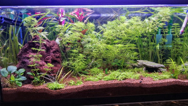 Le bac avant l'arrivée des habitants