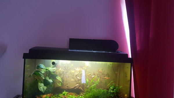 Fin du retrait des plantes