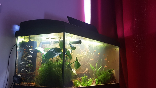 Fin du retrait des plantes